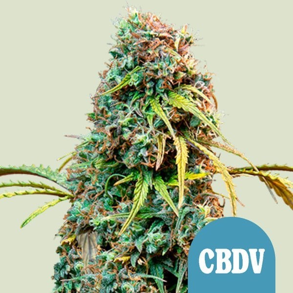 Royal CBDV Automatic - Royal Queen Seeds | CBD