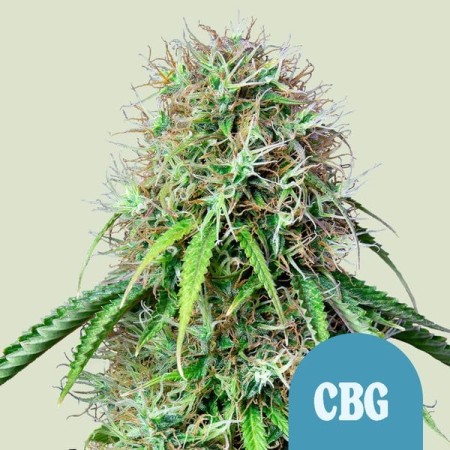 Royal CBG Automatic - Royal Queen Seeds | CBD Cannabis Seeds