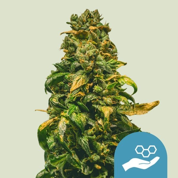 Solomatic - Royal Queen Seeds | CBD