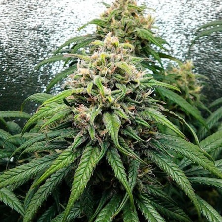 Dance World - Royal Queen Seeds | CBD Cannabis Seeds Dance World - Royal Queen Seeds | CBD Cannabis Seeds