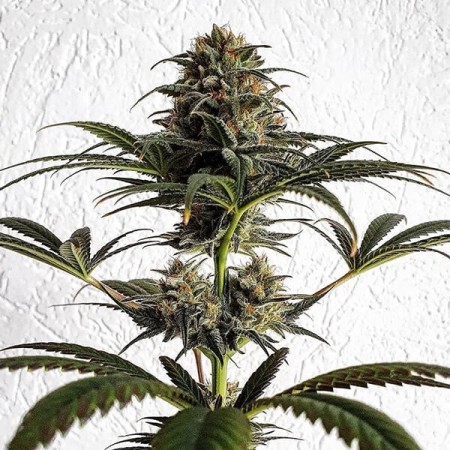 Dance World - Royal Queen Seeds | CBD Cannabis Seeds Dance World - Royal Queen Seeds | CBD Cannabis Seeds