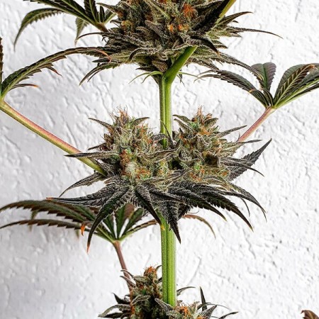 Dance World - Royal Queen Seeds | CBD Cannabis Seeds Dance World - Royal Queen Seeds | CBD Cannabis Seeds