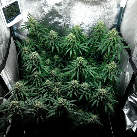 Dance World - Royal Queen Seeds | CBD Cannabis Seeds Dance World - Royal Queen Seeds | CBD Cannabis Seeds