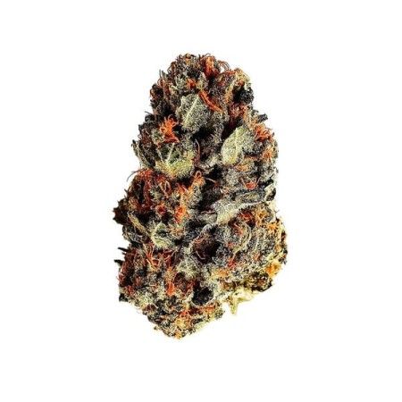 Dance World - Royal Queen Seeds | CBD Cannabis Seeds Dance World - Royal Queen Seeds | CBD Cannabis Seeds