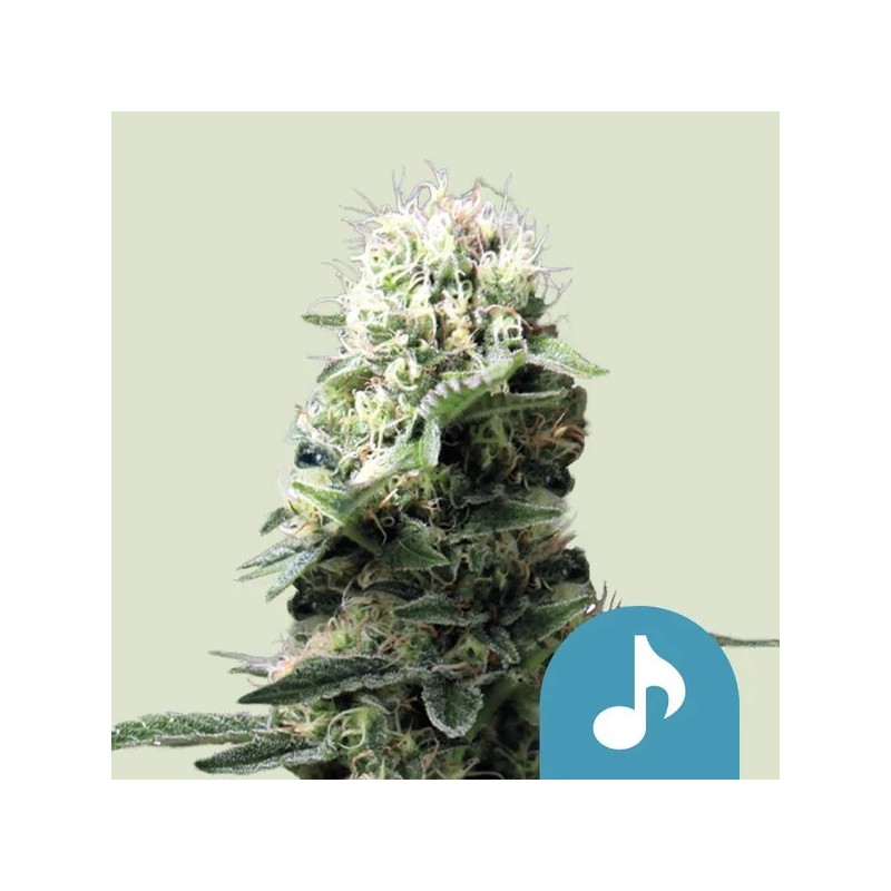 Dance World - Royal Queen Seeds | CBD Cannabis Seeds Dance World - Royal Queen Seeds | CBD Cannabis Seeds