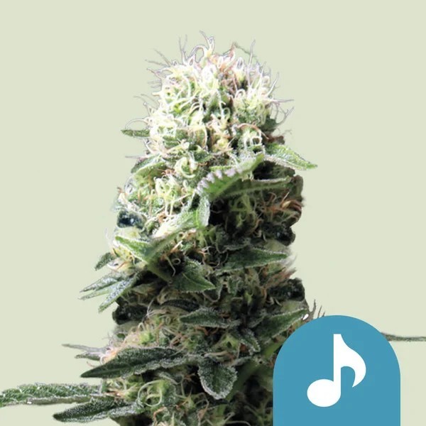 Dance World - Royal Queen Seeds | CBD