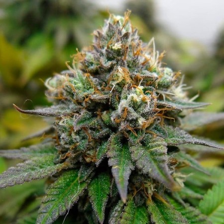 Euphoria - Royal Queen Seeds | CBD Cannabis Seeds Euphoria - Royal Queen Seeds | CBD Cannabis Seeds