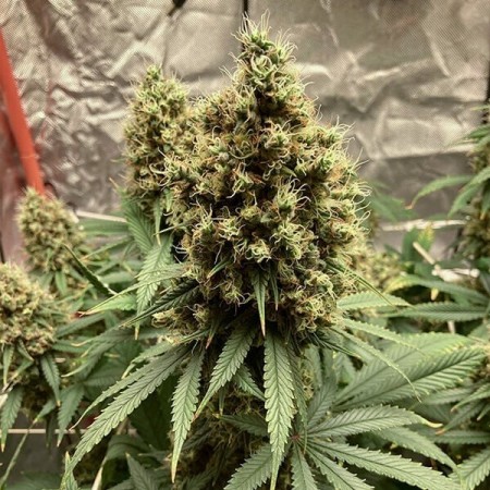 Euphoria - Royal Queen Seeds | CBD Cannabis Seeds Euphoria - Royal Queen Seeds | CBD Cannabis Seeds