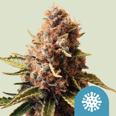 Euphoria - Royal Queen Seeds | CBD Cannabis Seeds Euphoria - Royal Queen Seeds | CBD Cannabis Seeds