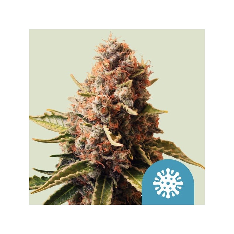 Euphoria - Royal Queen Seeds | CBD Cannabis Seeds Euphoria - Royal Queen Seeds | CBD Cannabis Seeds