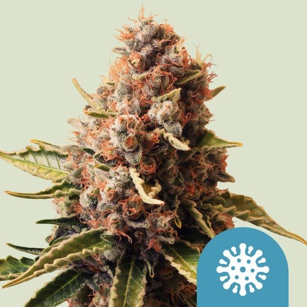 Euphoria - Royal Queen Seeds | CBD