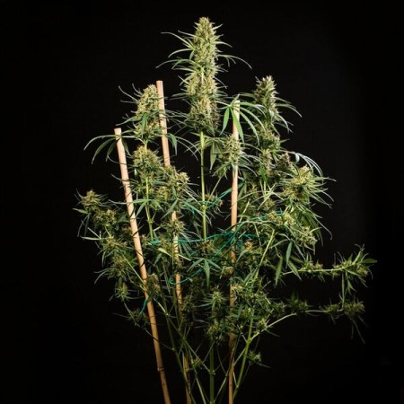 HulkBerry - Royal Queen Seeds | Autoflowering Cannabis Seeds