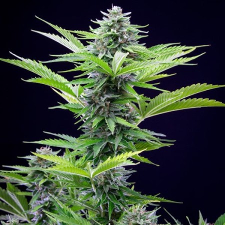 Fast Eddy Automatic - Royal Queen Seeds | CBD Cannabis Seeds Fast Eddy Automatic - Royal Queen Seeds | CBD Cannabis Seeds