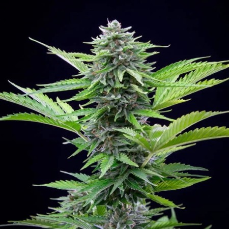 Fast Eddy Automatic - Royal Queen Seeds | CBD Cannabis Seeds Fast Eddy Automatic - Royal Queen Seeds | CBD Cannabis Seeds