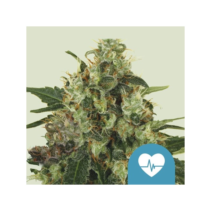 Medical Mass - Royal Queen Seeds | CBD Cannabis Seeds