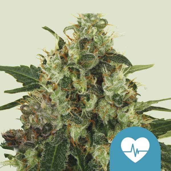 Medical Mass - Royal Queen Seeds | CBD