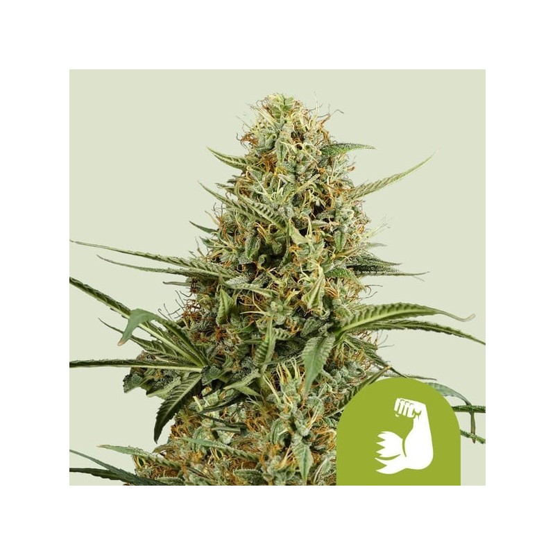HulkBerry - Royal Queen Seeds | Autoflowering Cannabis Seeds
