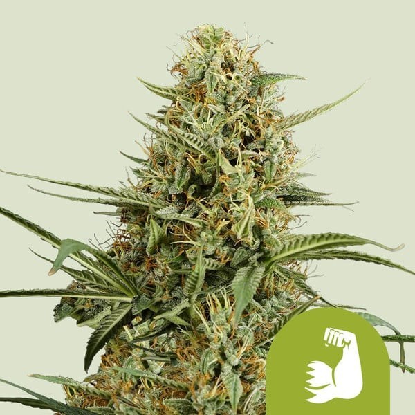 HulkBerry - Royal Queen Seeds | Autoflowering