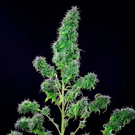 CBD Mix - Royal Queen Seeds | CBD Cannabis Seeds CBD Mix - Royal Queen Seeds | CBD Cannabis Seeds