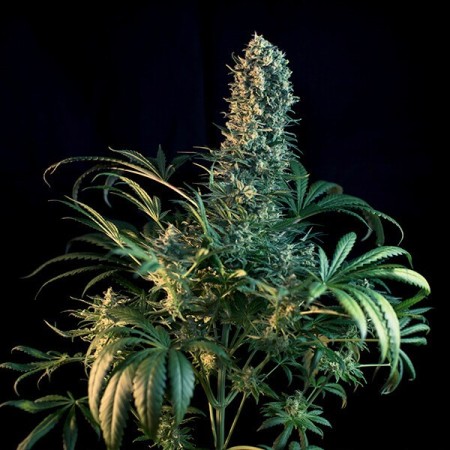 CBD Mix - Royal Queen Seeds | CBD Cannabis Seeds CBD Mix - Royal Queen Seeds | CBD Cannabis Seeds