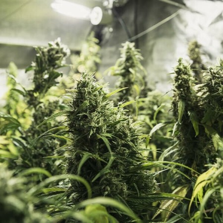 Painkiller XL - Royal Queen Seeds | CBD Cannabis Seeds Painkiller XL - Royal Queen Seeds | CBD Cannabis Seeds