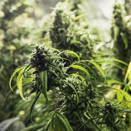 Painkiller XL - Royal Queen Seeds | CBD Cannabis Seeds Painkiller XL - Royal Queen Seeds | CBD Cannabis Seeds
