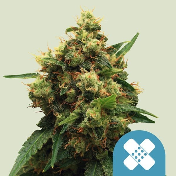 Painkiller XL - Royal Queen Seeds | CBD