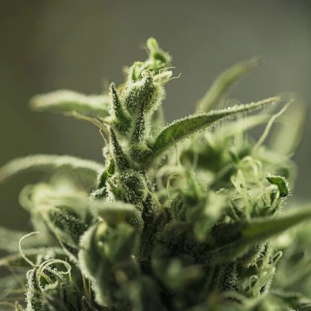 Painkiller XL - Royal Queen Seeds | CBD Cannabis Seeds Painkiller XL - Royal Queen Seeds | CBD Cannabis Seeds