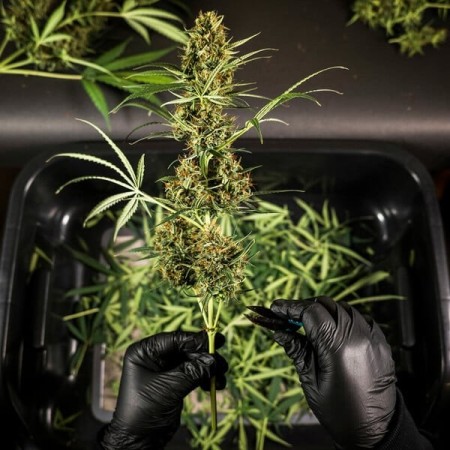HulkBerry - Royal Queen Seeds | Autoflowering Cannabis Seeds