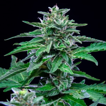 Stress Killer Automatic - Royal Queen Seeds | CBD Stress Killer Automatic - Royal Queen Seeds | CBD