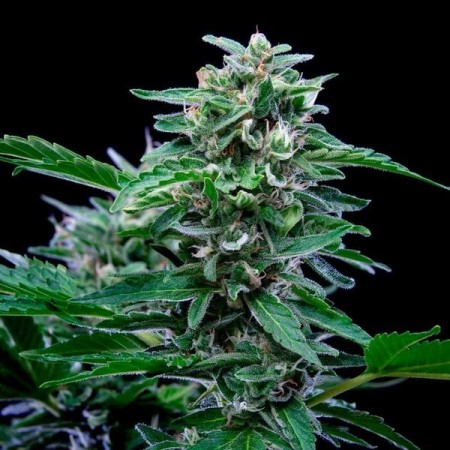 Stress Killer Automatic - Royal Queen Seeds | CBD Stress Killer Automatic - Royal Queen Seeds | CBD