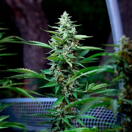 Stress Killer Automatic - Royal Queen Seeds | CBD Stress Killer Automatic - Royal Queen Seeds | CBD