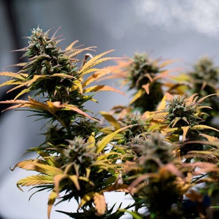 Stress Killer Automatic - Royal Queen Seeds | CBD Stress Killer Automatic - Royal Queen Seeds | CBD