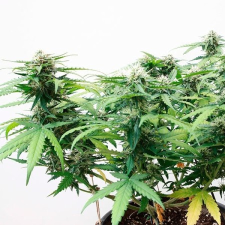 Stress Killer Automatic - Royal Queen Seeds | CBD Stress Killer Automatic - Royal Queen Seeds | CBD