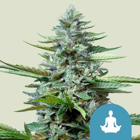 Stress Killer Automatic - Royal Queen Seeds | CBD Stress Killer Automatic - Royal Queen Seeds | CBD