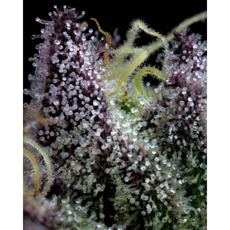 Apple Fritter - Barney's Farm Seeds | Feminized Cannabis Seeds Apple Fritter - Barney's Farm Seeds | Feminized Cannabis Seeds