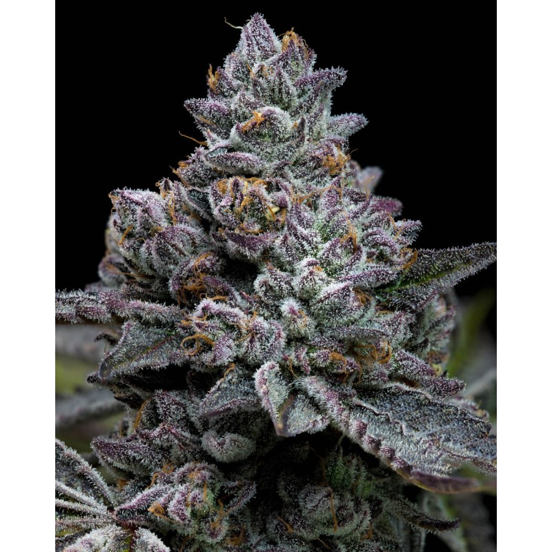 Apple Fritter - Barney's Farm Seeds | Feminized Cannabis Seeds Apple Fritter - Barney's Farm Seeds | Feminized Cannabis Seeds