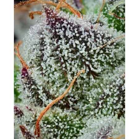 Black Cherry Gushers - Barney's Farm Seeds | Feminized