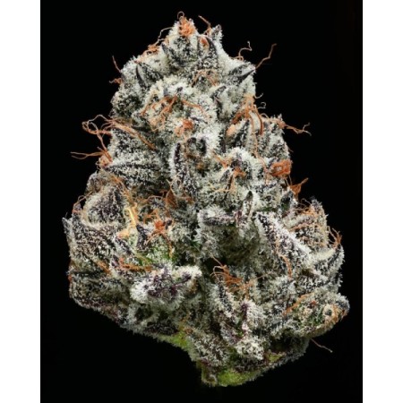 Black Cherry Gushers - Barney's Farm Seeds | Feminized