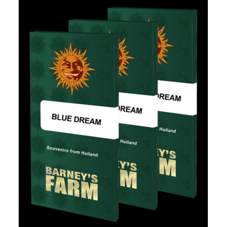 Blue Dream - Barney's Farm Seeds | Feminized Cannabis Seeds