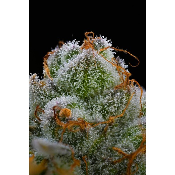 Blue Dream - Barney's Farm Seeds | Feminized