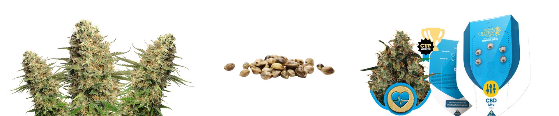 CBD Cannabis Seeds