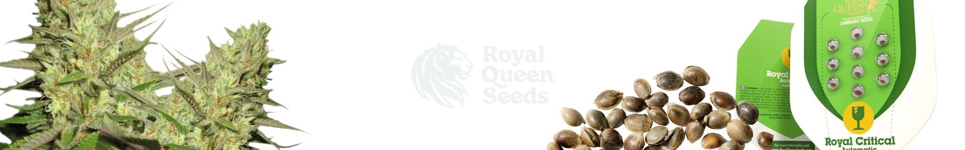Royal Queen Seeds