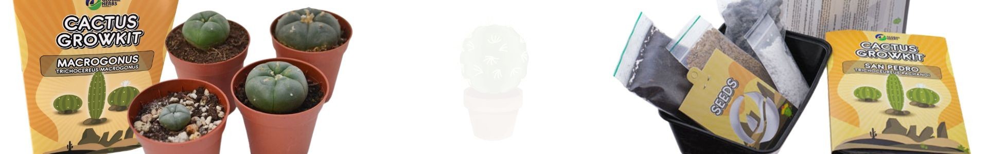 Cactus Grow Kit