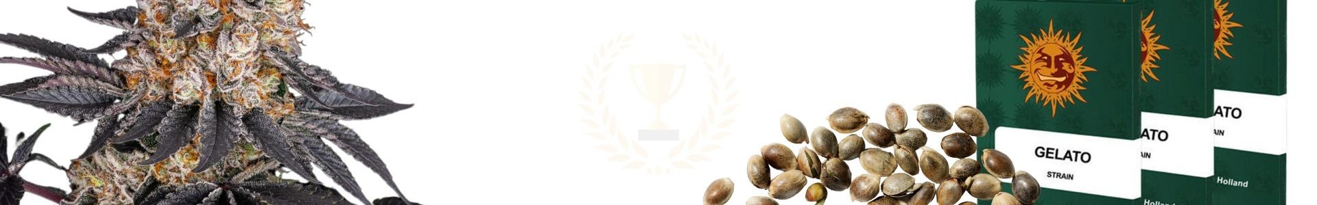 Top 10 Feminized Cannabis Seeds