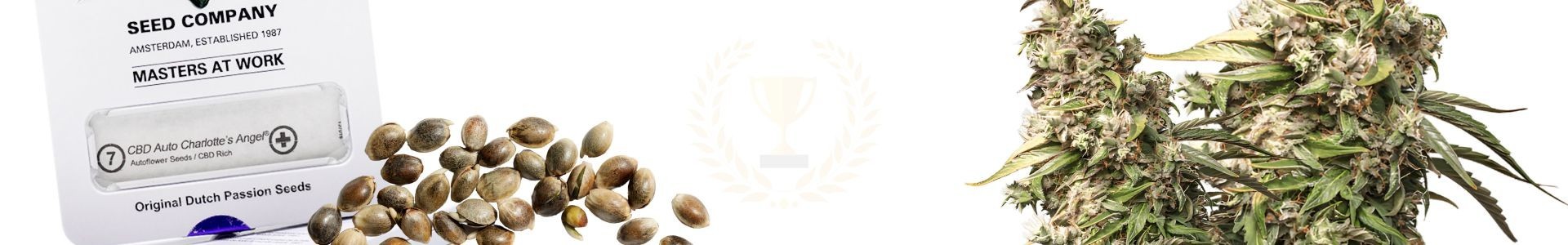 Top 10 CBD Cannabis Seeds