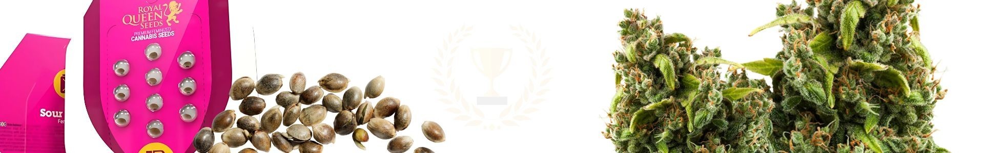 Top 10 Sativa Cannabis Seeds
