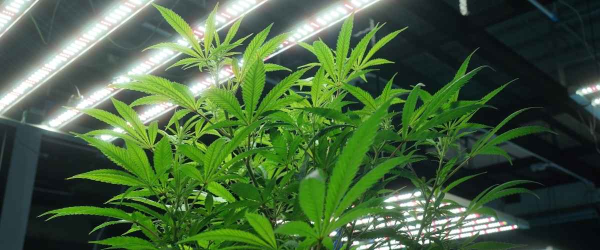 Cannabis vegetative lighting schedule comparison 18/6 vs 24/0 hours