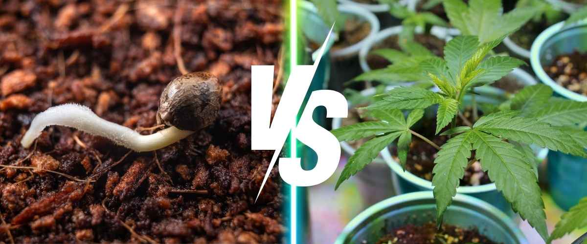 Choosing between cannabis seeds and clones for optimal results