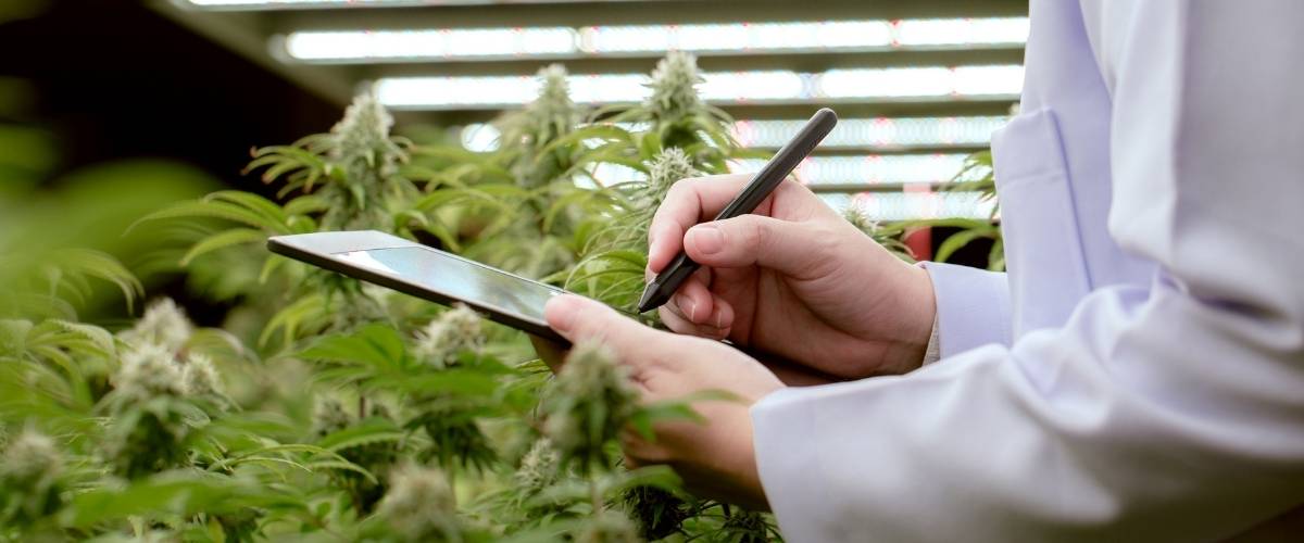 How does cell division work in cannabis plants?